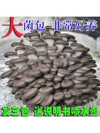 蘑菇菌包菌菇种植包食用菌菌棒平菇菌包好养喷水就长 #蘑菇 #蘑菇菌包 #蘑菇菌包种植 #蘑菇菌包菌种 #蘑菇菌包推荐