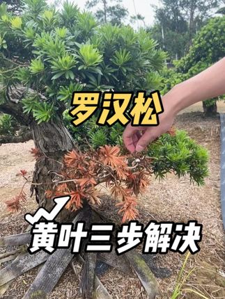 三步解决黄叶问题 果断修剪。把所有发黄干枯的叶子全剪掉,千万别舍不得!这些枯枝败叶只会白白耗养分,还让主干负担越来越重。具体怎么剪?看清楚了 —— 顺着枝条往下找,找到还有水分的健康部位下剪,这样既能清掉废枝,又不伤到好的部分。