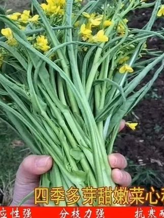 8月不种菜,秋季没菜吃。 #自己种的纯天然的绿色蔬菜 #农业种植 #柳叶菜心 #种菜