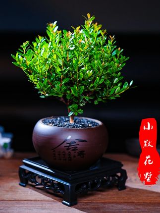 小叶赤楠老桩盆栽客厅桌面盆栽植物室内阳台四季好养植物绿植盆栽 #赤楠盆景 #小叶赤楠 #室内绿植 #禅意生活 #生活美学