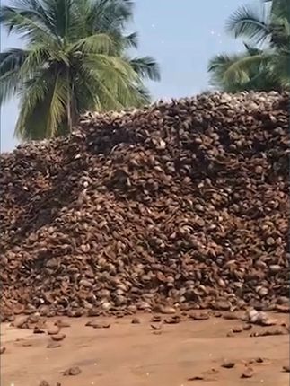 椰砖通用型耶砖营养土椰糠椰土养花种菜脱盐花土多肉压缩基质 #家庭种植#种植小技巧#椰砖#椰糠#椰土
