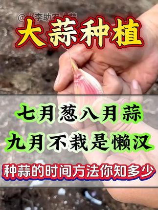 种大蒜的时间和方法你知道多少? #大蒜 #大蒜种植 #种大蒜 #大蒜种植技术 #大蒜拌种