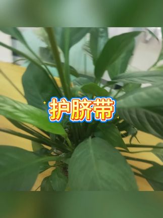 新生婴儿护脐带肚围肚脐贴护理  #婴儿护脐带  #新生儿护理  #宝宝用品