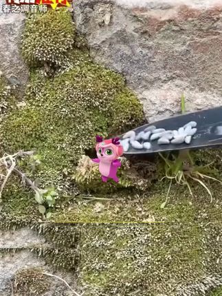 #西兰菜苔 营养丰富,凉拌热炒涮火锅都好吃,种植一次可以多茬采摘 #阳台花盆小院均可种植 #西兰苔种子
