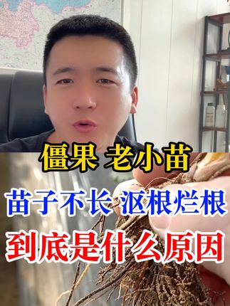 到底是什么原因导致的僵果、老小苗、苗子不长,沤根烂根 #僵果 #种植小技巧 #土壤活化剂 #枯草芽孢杆菌 #土壤板结
