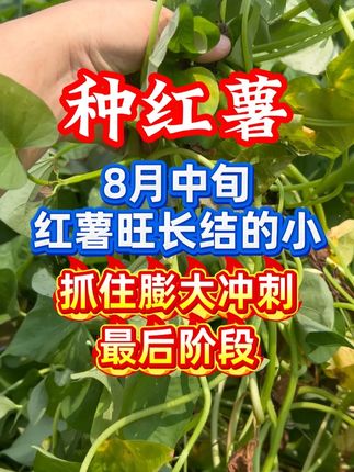 8月中旬了,抓住红薯膨大增产冲刺阶段! #红薯种植 #红薯高产种植 #红薯大丰收 #红薯高产 #种红薯
