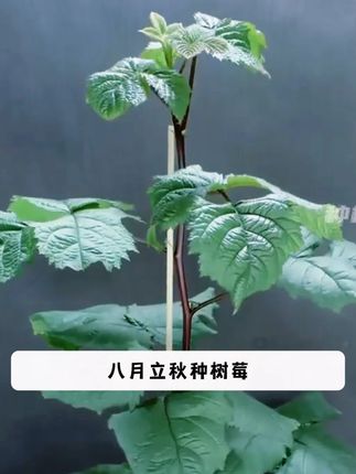 好吃的黑树莓3,在家就能自己种植,容易管理。阳台小院都可以种 #树莓  #黑莓  #优质农产品  #阳台小院均可种植  #三农