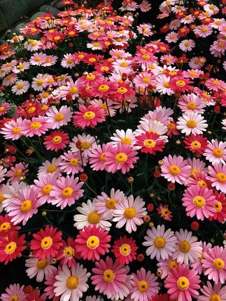 绝了!茄皇新出的番茄肉酱拌面太好吃了,连吃一周都不腻,最近早餐夜宵都被他承包了#茄皇新品 #番茄肉酱拌面