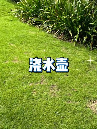 新款加厚园艺浇水壶 #大容量洒水壶 #长嘴浇花壶 #园林喷雾器