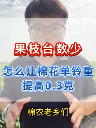 棉花果枝台数少,怎么让棉花单铃重提高0.3克 #新疆棉花 #棉花种植 #棉花管 理 #棉花高产 #棉花种植技术