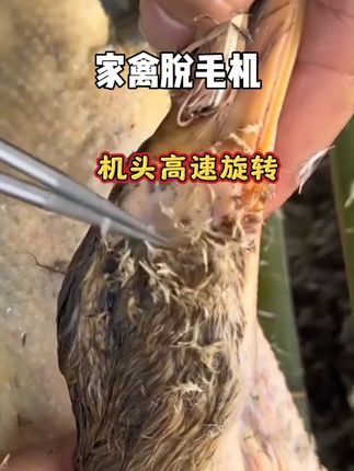 【顶配款大马力】拔毛神器鸡毛鸭毛电动鸡鸭鹅家禽脱毛机拔毛机#鸡鸭拔毛器 #电动家禽脱毛机 #电动鸡鸭拔毛器 #好货分享 #家用好物