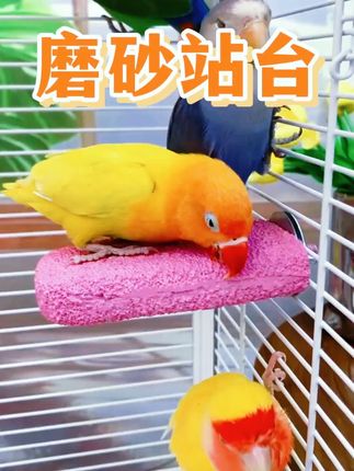 【奇妙妙】鹦鹉站杆磨爪棒啃咬玩具牡丹虎皮玄风鸟站架鸟笼站棍站台#鹦鹉玩具 #宠物用品 #鹦鹉站杆 #磨爪棒 #奇妙妙宠物玩具