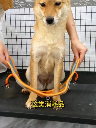 狗狗的胸背带一定要选使用性好,其次是颜值在线,因为好的胸背带真的能用一辈子!#狗狗 #宠物胸背带 #狗狗胸背带 #遛狗牵绳
