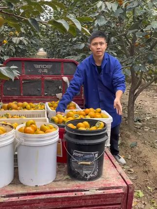 姐妹们地址给我,不要油费,我给你们寄 #脆柿子 #柿子 #巧克力脆柿子 #阳丰脆柿子