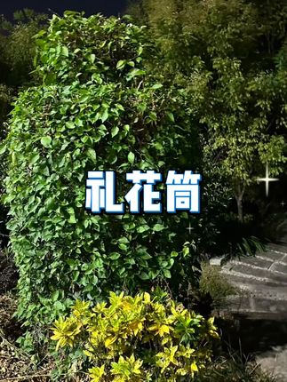 福禧网红花瓣礼炮筒 #结婚开业礼炮 #婚礼酒吧 KTV 礼炮 #4S 店彩喷礼炮