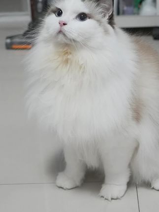 #养狗经验分享 #狗狗狗狗经常喘 是为什么?