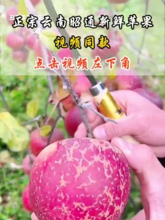 昭通丑苹果,别看皮上有点“小雀斑”,咬一口全是糖心甜!日照足,温差大,自然长熟不催熟。丑是丑了点,但果肉脆嫩,汁水多到飙,甜得实实在在。咱吃的是味道,不是颜值。昭通丑苹果,丑得有道理,甜得够地道!#丑苹果 #又脆又甜 #新鲜应季水果 #口感特别好#现摘现发新鲜到家