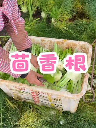新鲜茴香根茴香球茎3斤/斤装特色蔬菜沙拉西餐料理香料食材】 #好物分享 #茴香根 #好吃不贵经济实惠 #好吃到停不下来 #立秋开吃啦