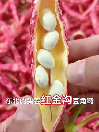 秋茬红金钩豆角上市啦 全是豆炖出来软糯入味香太好吃#红金钩豆角 #家乡味 #东北豆角 #美食分享 #优质农产品