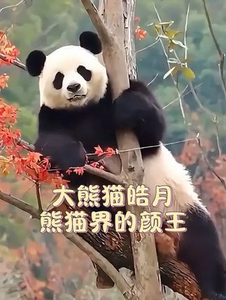 颜王皓月真不愧是官方认证的称号,真是集美貌与才华于一身的熊猫 #大熊猫皓月  #国宝熊猫 #来这吸熊猫 #动物的迷惑行为 #萌到爆炸了💥