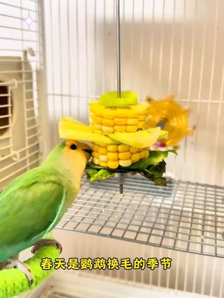 鸟用不锈钢水果叉挂钩鹦鹉喂食器鸟笼绣眼鸟果叉专用水果夹水果棒#鸟用喂食器 #不锈钢水果叉 #鹦鹉喂食 #鸟笼用品 #宠物用品