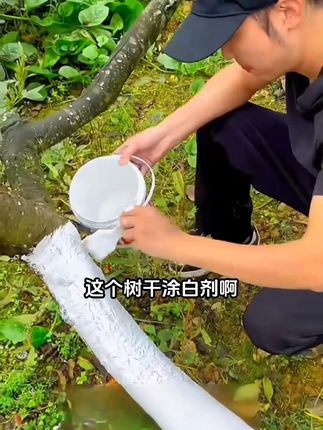 这款涂白剂是勾兑好的,不需要再加水稀释,买回来直接就可以用 #果树涂白 #果树过冬