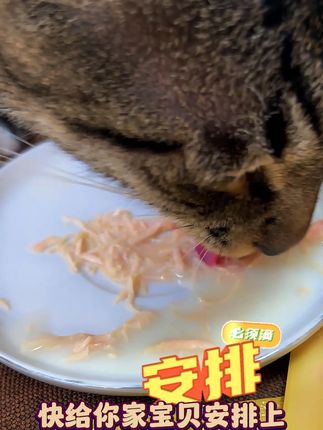 牛磺酸+维生素Buff叠满!这汤包香到毛孩子当场表演贴腿蹭! #宠物湿粮 #宠物零食 #宠物喂养 #宠物营养 #猫咪零食