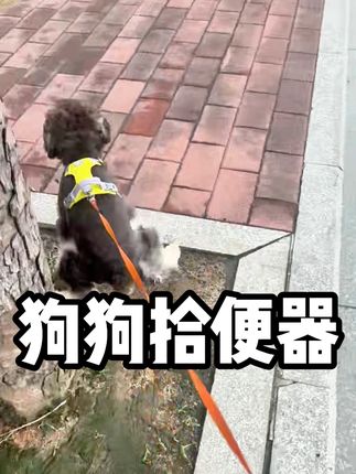 狗狗拾便器,这袋子还是可降解的,真棒! 小骨头形状也太可爱了,登山扣结实甩不掉,小巧又实用,袋子还可降解 #狗狗拾便器 #狗狗 #养狗的乐趣 #遛狗