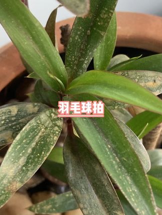 #羽毛球拍 #新手入门 #专业运动