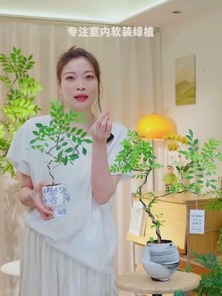 这款双苗S型老桩九里香盆栽简直是室内绿植颜值担当!独特S型老桩造型+双苗并立,线条流畅自带艺术感,放客厅、办公室桌面瞬间提升格调~四季常绿枝叶秀,5-8月开花满室香,清新空气还解压! 养护超省心,喜光耐旱好养活,见干见湿浇水就行,新手也能养得旺~颜值高又实用,摆哪都显品味,绿植控和软装党闭眼入!#九里香盆景 #室内绿植推荐 #老桩造型盆栽 #观叶花卉 #家居装饰好物