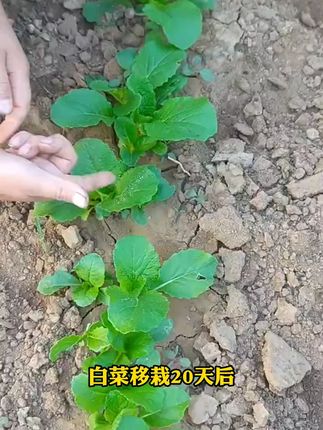 种甘蓝白菜用它就对了,叶片厚实,根系发达 #白菜 #白菜甘蓝防腐包心剂 #三农 #肥料#种植小技巧