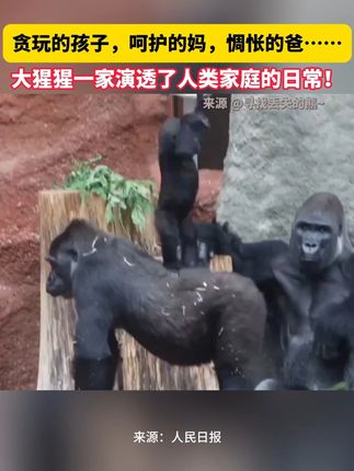 贪玩的孩子,呵护的妈,惆怅的爸……大猩猩一家演透了全球家庭的日常!(来源:中国日报)
