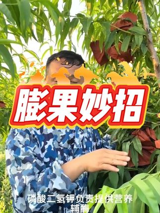 小果变大果快速膨果妙招,#来抖音学农技 #新农人计划2025