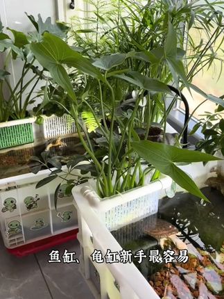 养鱼偷懒不想 换水?这个神奇的种球就能帮你实现!#鱼缸净水#鱼缸造景#养鱼日常 #茨菇 #水草