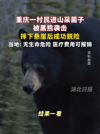 重庆一村民进山采菌子被黑熊袭击,摔下悬崖后黑熊离开,村民成功脱险。(剪辑:文捷)