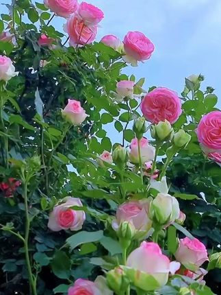 高清版-中国古代算M术 洪丕谟编著 上海人民出版 1990年 12月#国学 #传统文化 #古书古籍 #好书分享 #国学文化  #好书推荐官