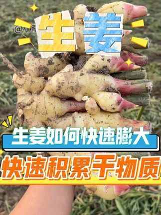 生姜如何快速膨大,快速积累干物质? #生姜 #种姜 #生姜种植 #生姜高产 #生姜种植技术