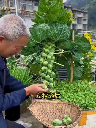 #孢子甘蓝种子#口感细嫩#在家就可以种的高端蔬菜