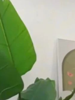 就这个蛇皮果和榴莲一样,真的只有 0 次和无数次,真的太上头了,巨好吃!它这个果肉就像蒜瓣一样,又脆又甜,有点像菠萝蜜的味道,又有点凤梨、荔枝和哈密瓜的味道,自带各种热带水果的香味!关键它还富含丰富的维生素!钾含量比核桃还要高,而且热量还贼低,就特别适合老人、小孩、小孕妇们和自律期的姐妹吃。外面这样一个都要卖到十几块钱了,而且只有那种进口超市才买得到。它这个还是顺丰包邮,收到货每一个都特别新鲜。没吃过的一定要试试。#蛇皮果  #热带水果  #你吃过吗  #进口水果  #奇特的水果