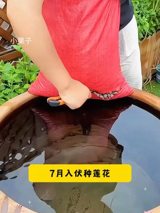 现在正是种植碗莲的时候,现在种下过不了多久就会开花,一次开花年年开花。#碗莲 #种子 #爱生活爱养花 #花卉绿植