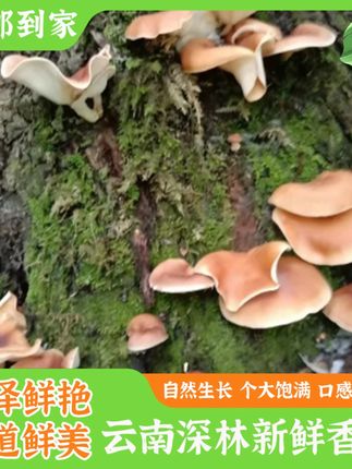 云南哀牢山野生马桑菌香蕈香菇野生蘑菇煲汤云南特产鲜货顺丰空运 #精选好物 #日常vlog #强烈推荐