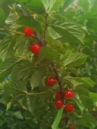 【颜格】防鸟天网 防护网 鸟笼网 防鸟尼龙网农用果园机场防鸟网#防鸟天网 #防护网 #鸟笼网 #农用果园防鸟网 #机场防鸟网