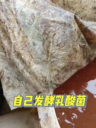 自己发酵乳酸菌#水产养殖 #南美白对虾 #乳酸菌