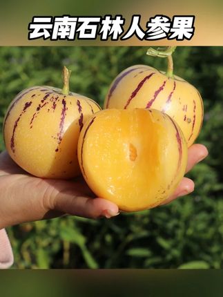 人参果 清甜好吃人参果,汁水很足#好物分享 #人参果 #水果 #新鲜应季水果