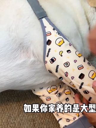 狗狗关节护肘衣中大型犬边牧金毛阿拉斯加拉布拉多护肘套 又到了小狗喜欢趴地板的时间了,护肘套一定要给狗狗穿上哦!保护关节要趁早~  #科学养宠  #狗狗护肘服  #萌宠好物
