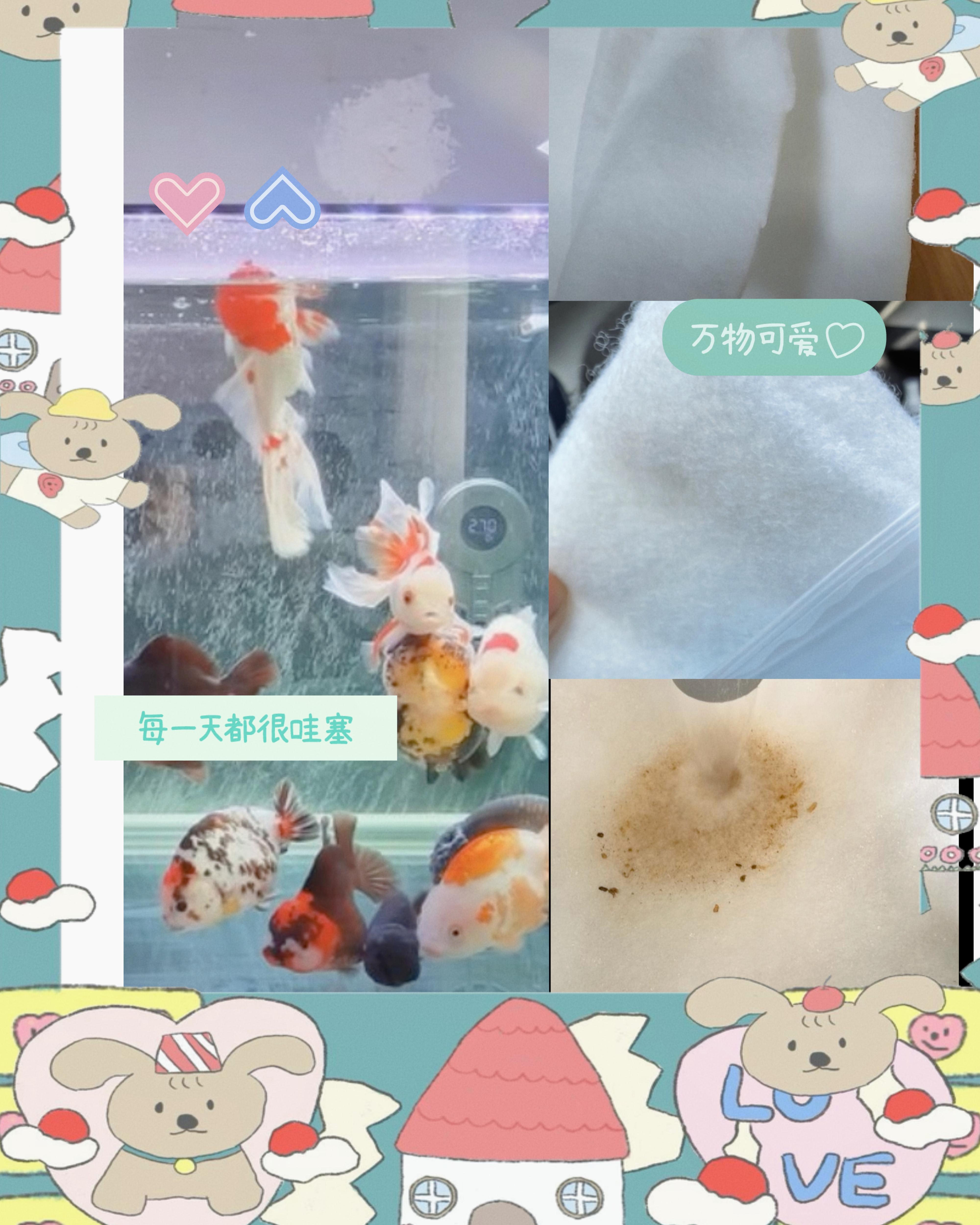 #广西老六 #豆爸先生养鱼日记 升级款精滤棉也是经过六哥亲测过的,加厚不易堵水,拦截效果不打折。