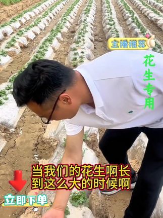 #农业种植 #三农 #花生种植