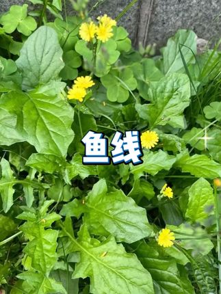 无结鱼线8卷 #主线盒 #强拉力 #原丝鱼线
