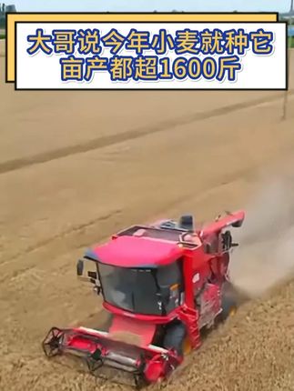 大哥说今年小麦就种它,亩产都超1600斤 #高产小麦种子推荐 #鑫麦296