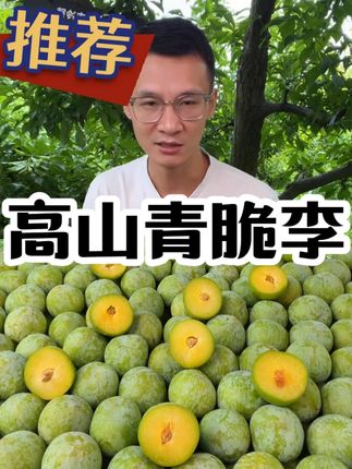 四川汶川高山青脆李脱骨李现摘现发应季新鲜李子水果5斤包邮西梅 #好物分享 #青脆李 #立秋开吃啦 #好吃不贵经济实惠 #热点宝
